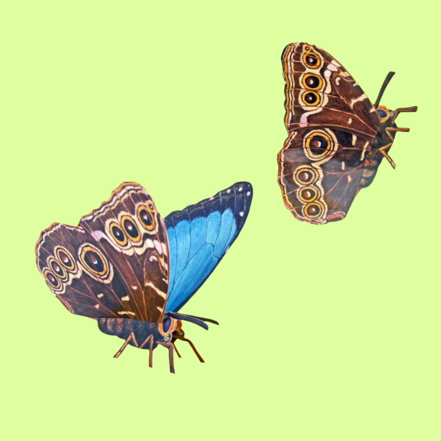 Greeting Card - 3D Butterfly “Morpho Peleide”