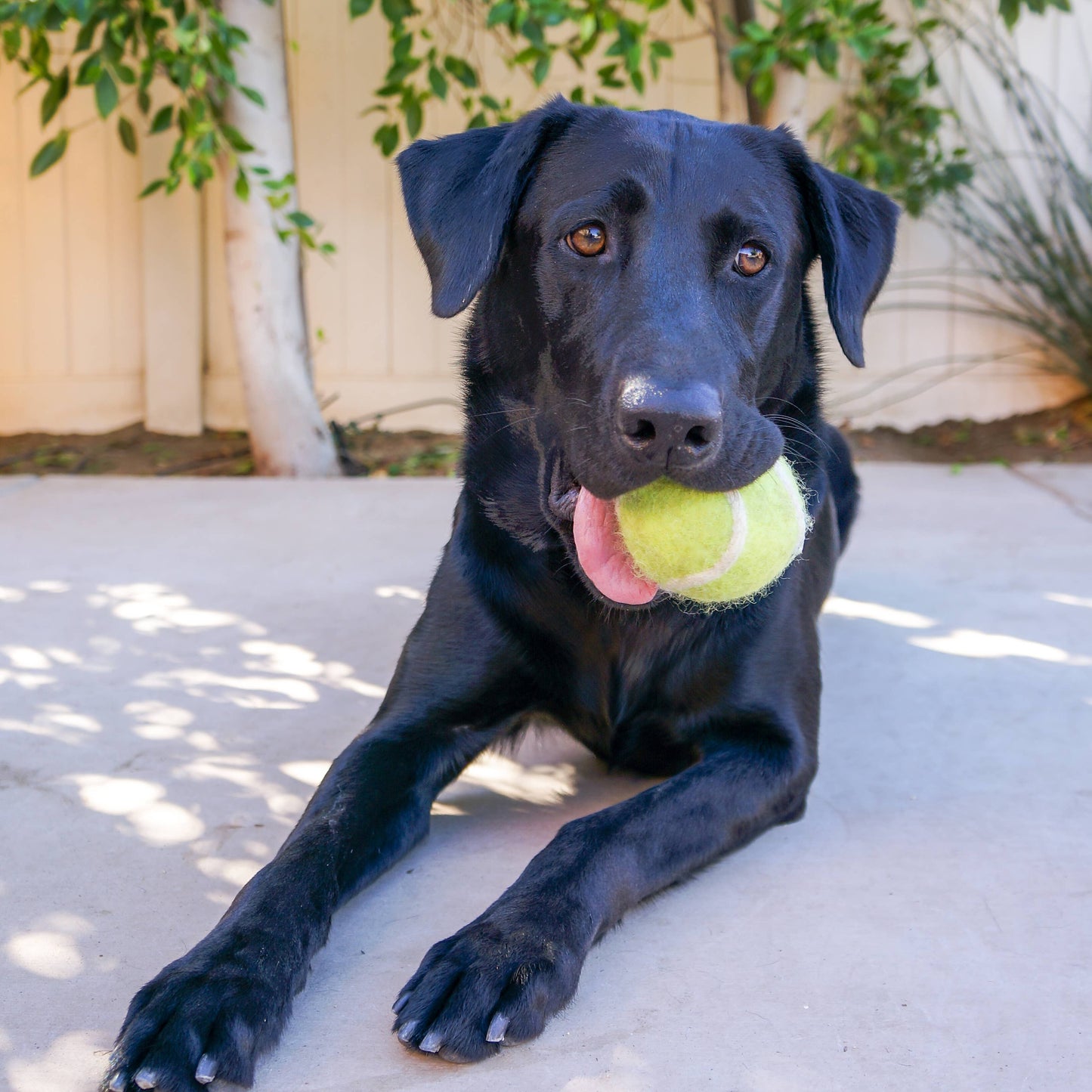 Dryer Balls - F 100% NZ wool tennis ball